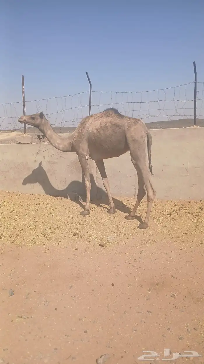 بكره ثنيه ضروبه مبيوع ولدها لها 4 الشهور 0