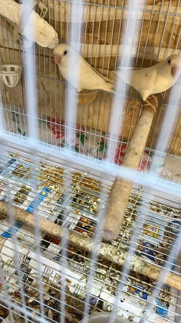 جوزين روز جوز معاه 4 فروخ وجوز معاه 3 فروخ 3