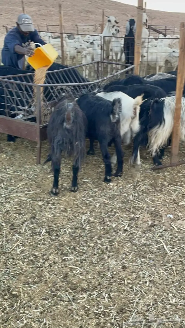 ماعز عوارض دفيع ان شالله 5