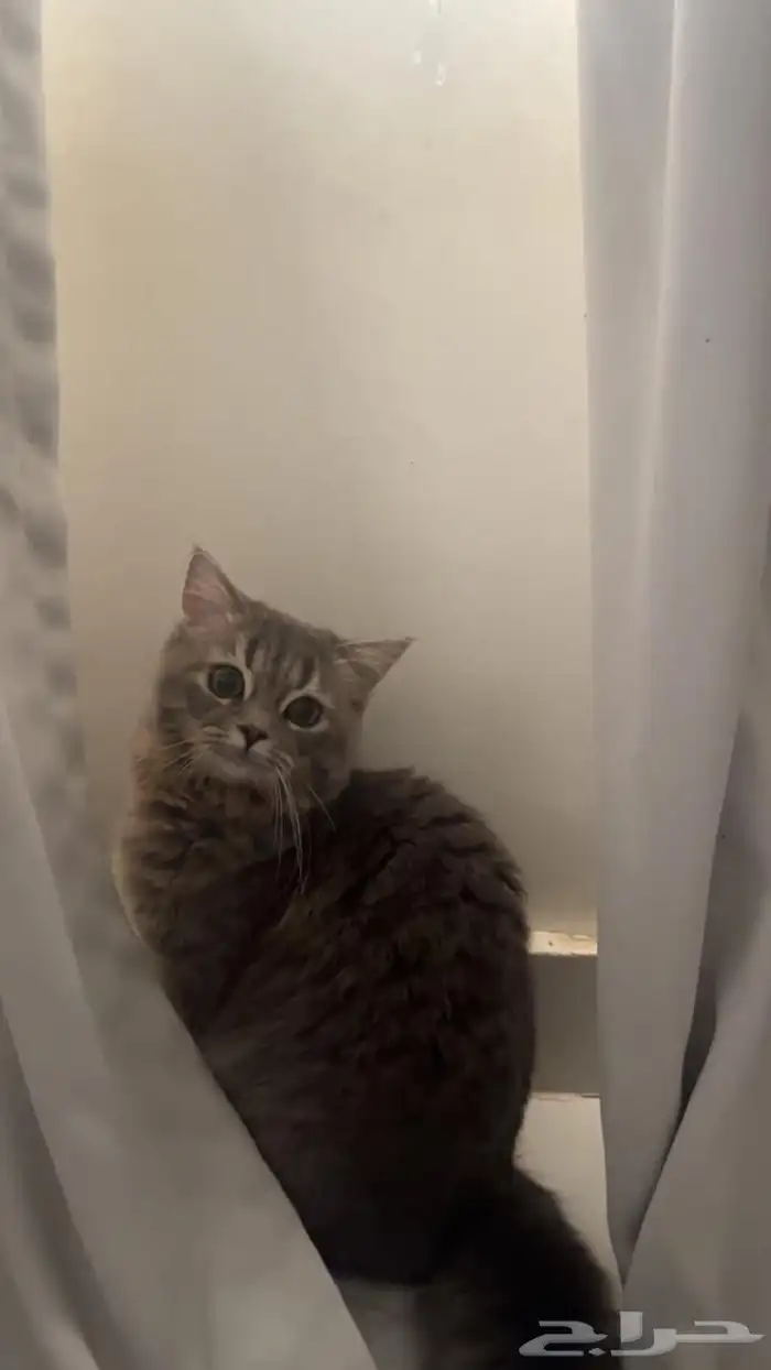 لونا للبيع 1