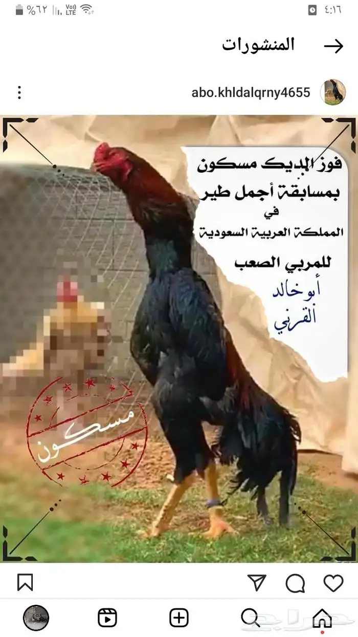 ديك شامو الماني 3