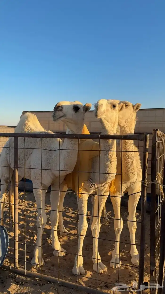 ناقة عشرا وضحى كفو 3