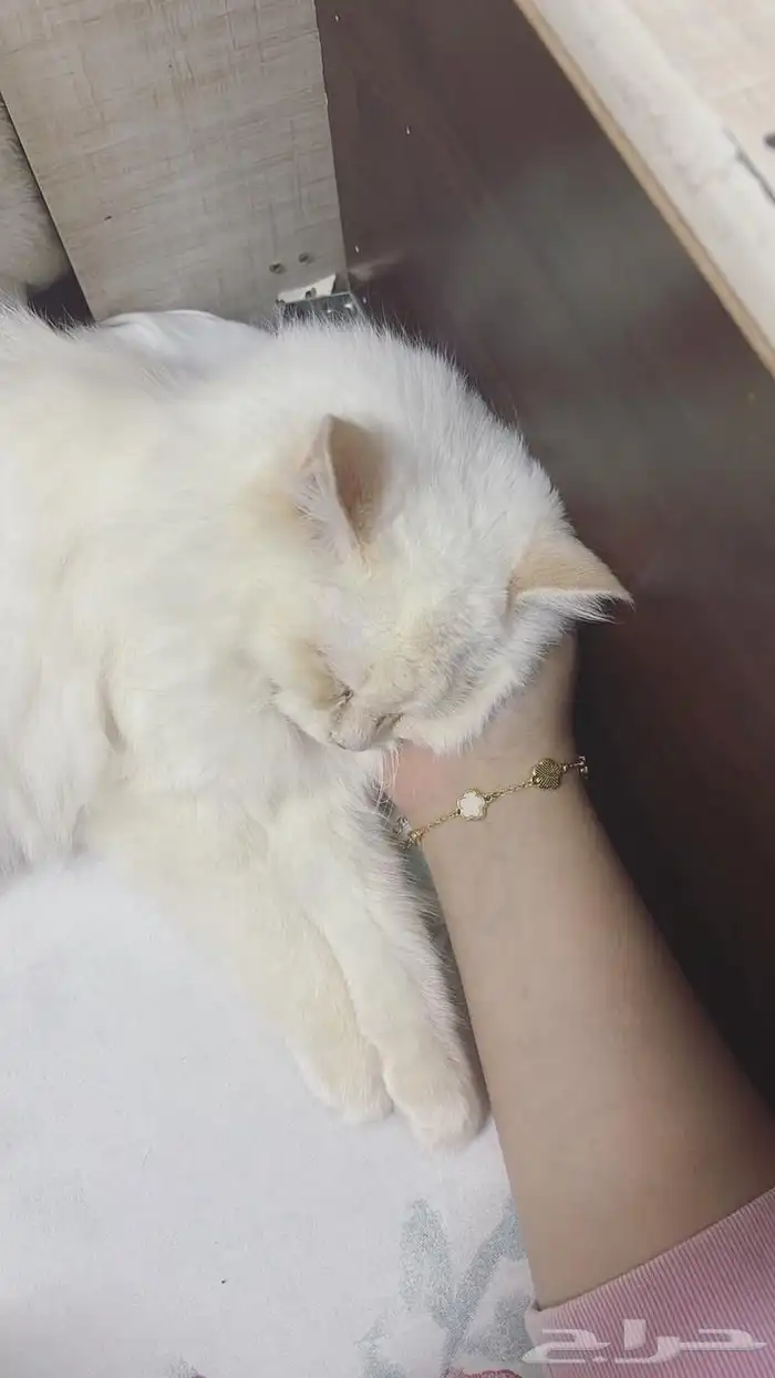 تبني قطه تعبانه في فطريات جنب فمها الفطريات خفيفه 10شهور 1