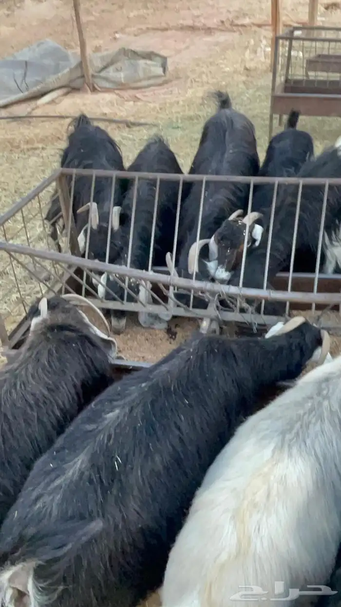 ماعز عوارض دفيع ان شالله 4