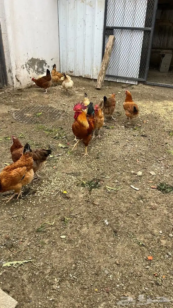 دجاج فرنسي بيور مستوى فخم حجم ارتفاع ترتيب تم البيع 2