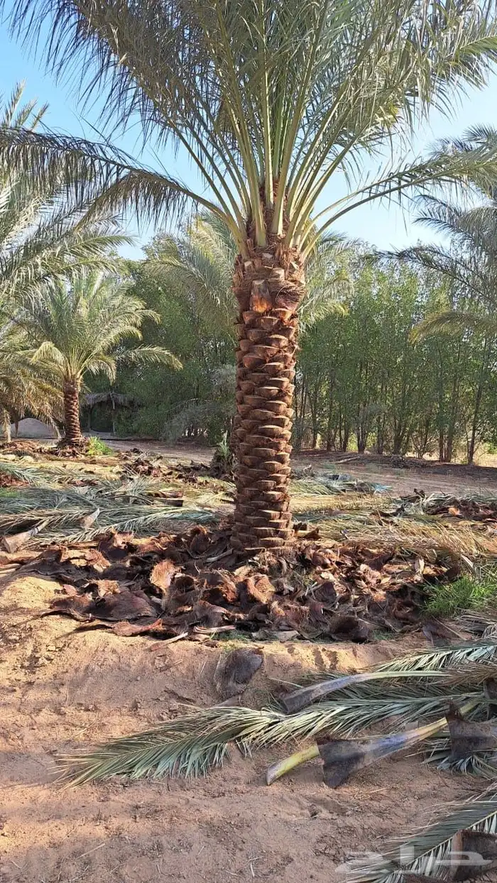 نخل للبيع 5