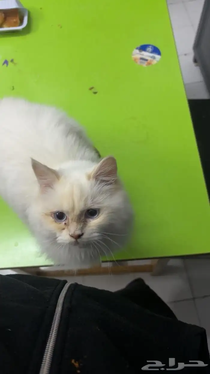 تبني قطه تعبانه في فطريات جنب فمها الفطريات خفيفه 10شهور 5