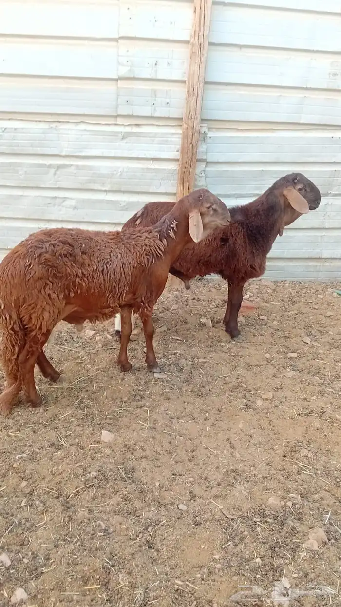 طليان سواكن 0