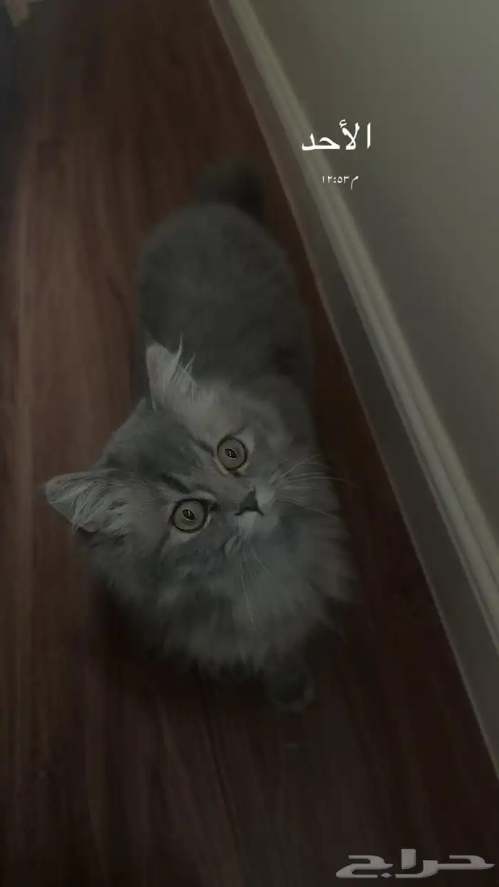 قطه شيرازيه 0