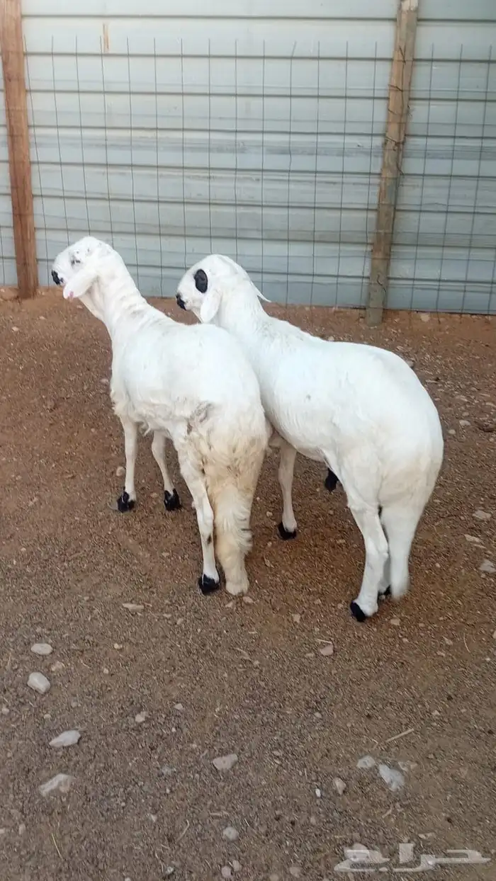 طليان سواكن 1