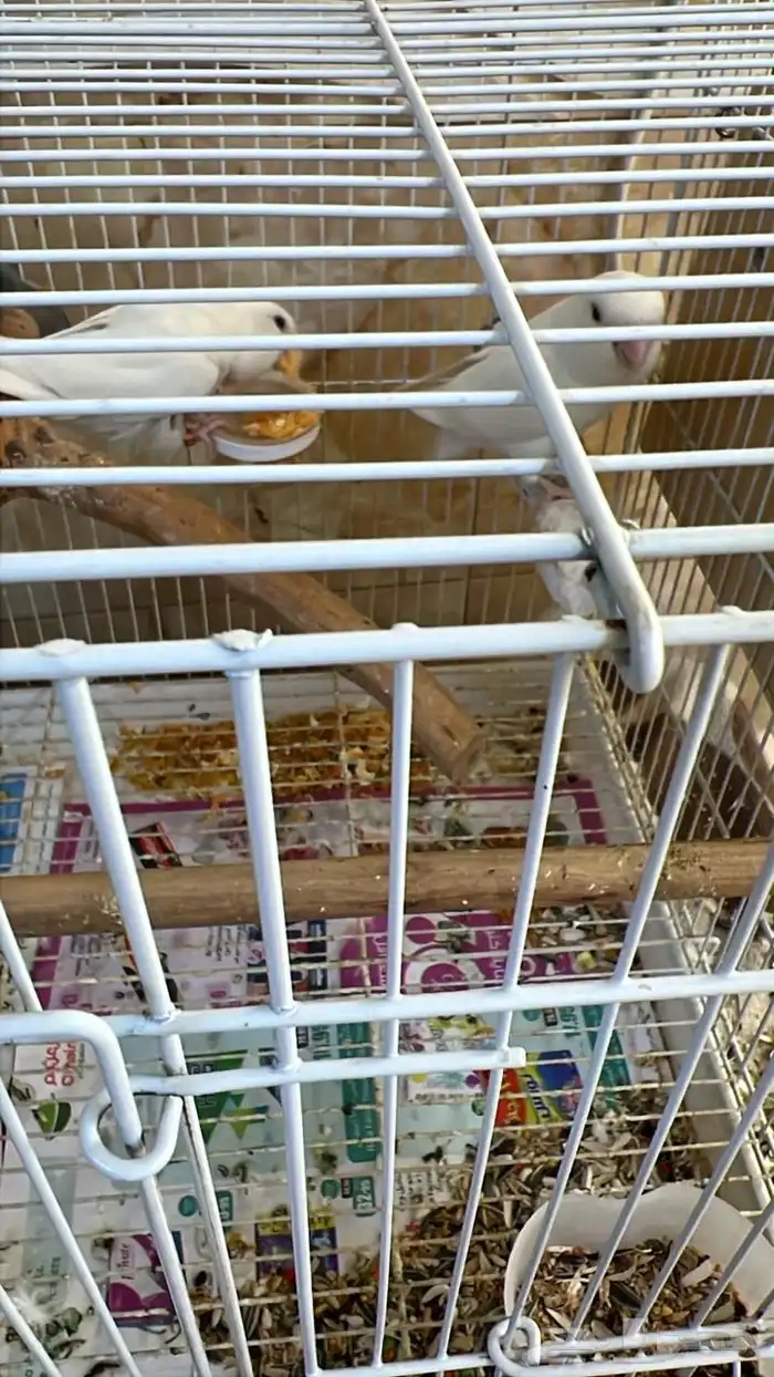 جوزين روز جوز معاه 4 فروخ وجوز معاه 3 فروخ 0