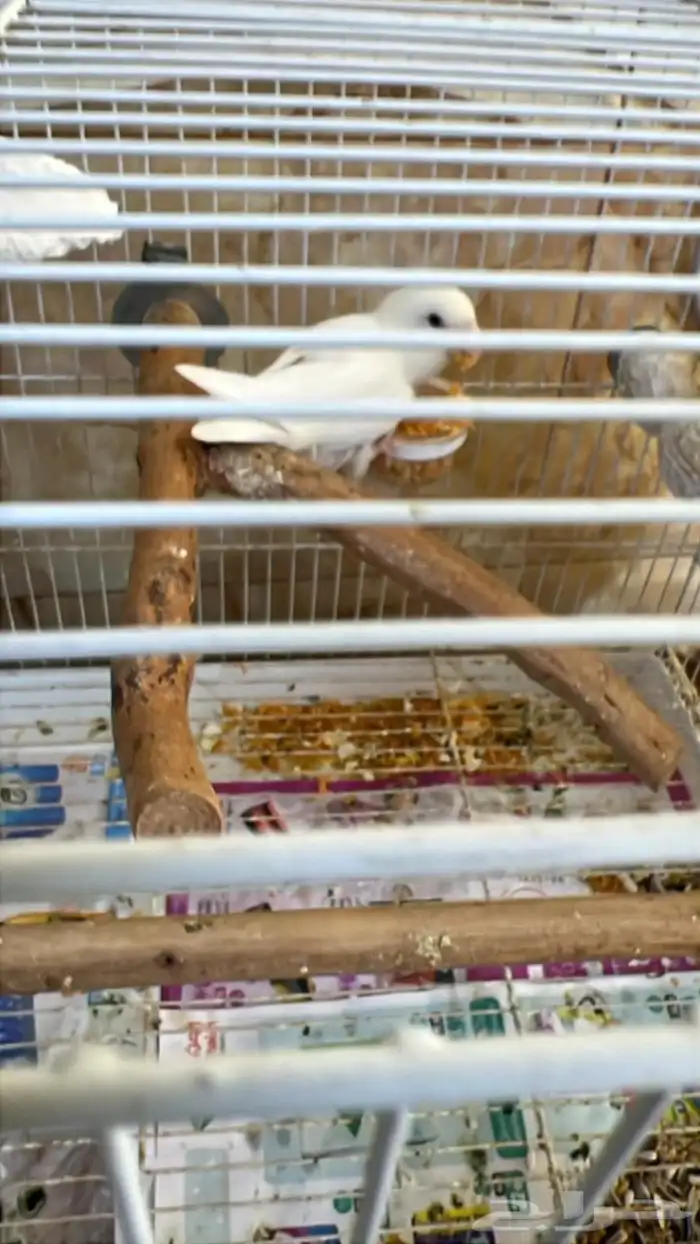 جوزين روز جوز معاه 4 فروخ وجوز معاه 3 فروخ 1