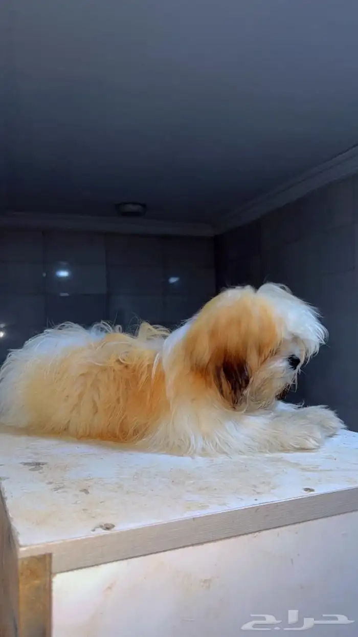 كلبه اليفه 1