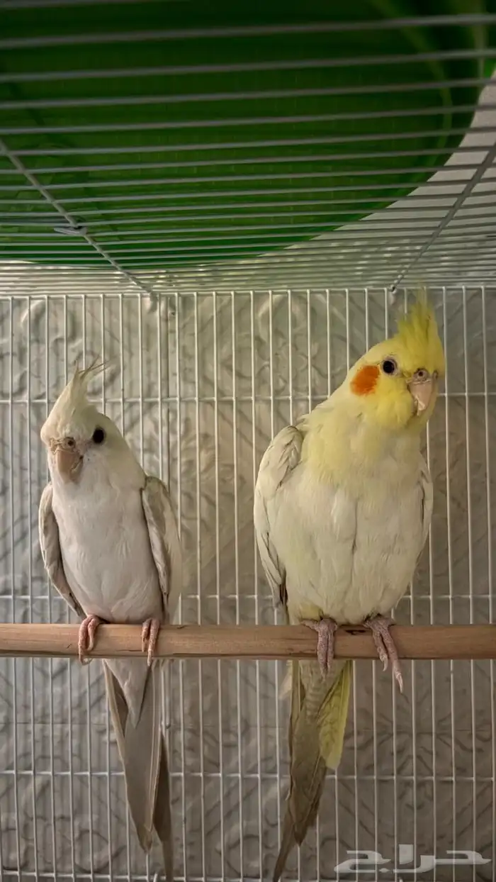 ببغاء كروان للبيع 1