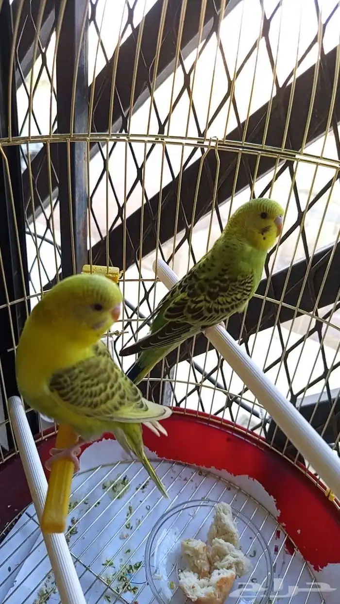 عصفورين باجي اليفه 0