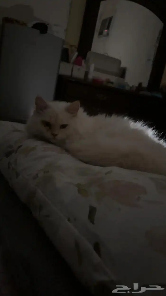 تبني قطه تعبانه في فطريات جنب فمها الفطريات خفيفه 10شهور 0