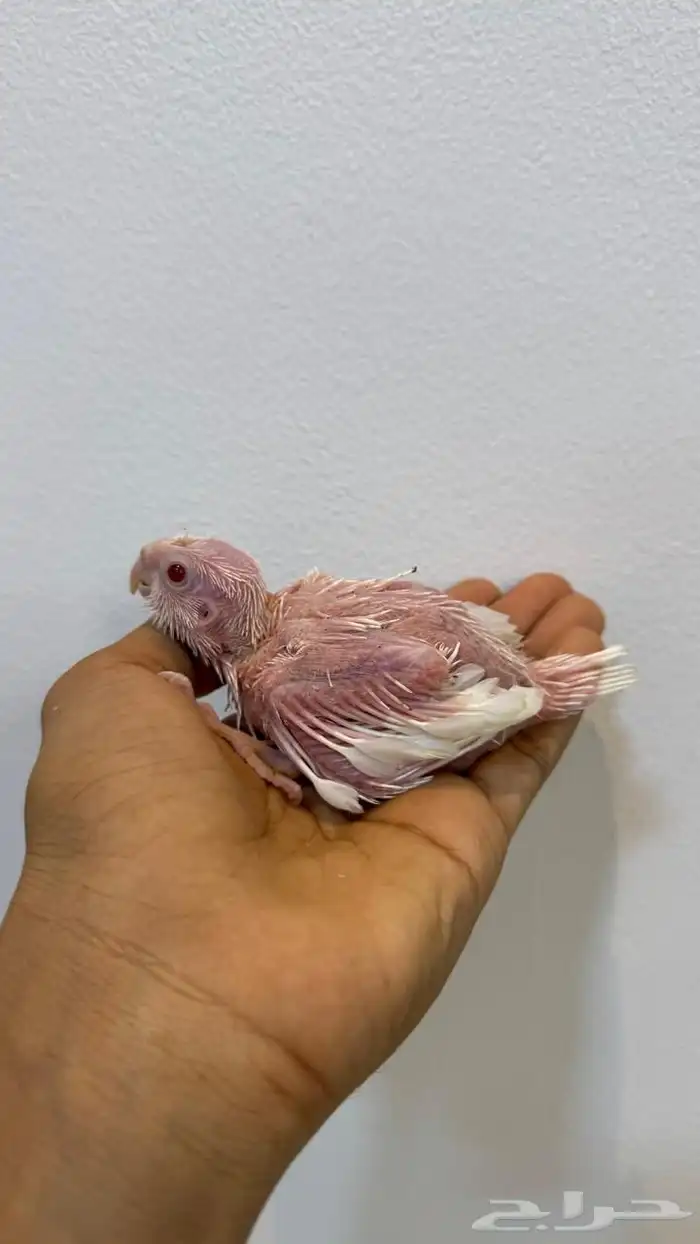 فرخ كروان البينو و فرخ وايت فيس 0