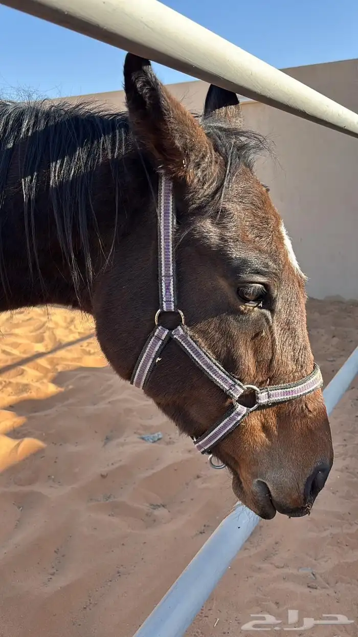 فرس انجليزي 3