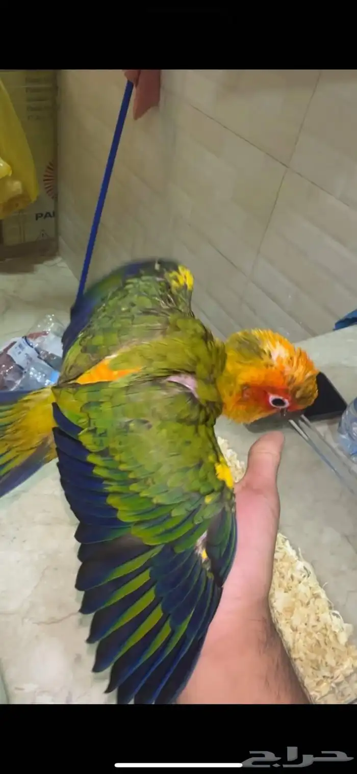 فرخ صن كنيور بدايه طيران 0