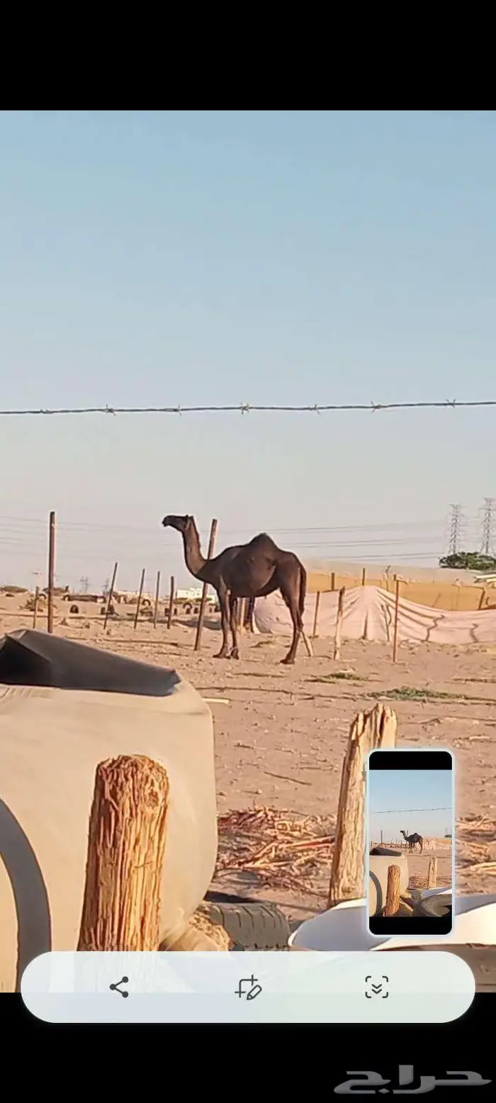 بكرة مجهم الموقع نجران 0