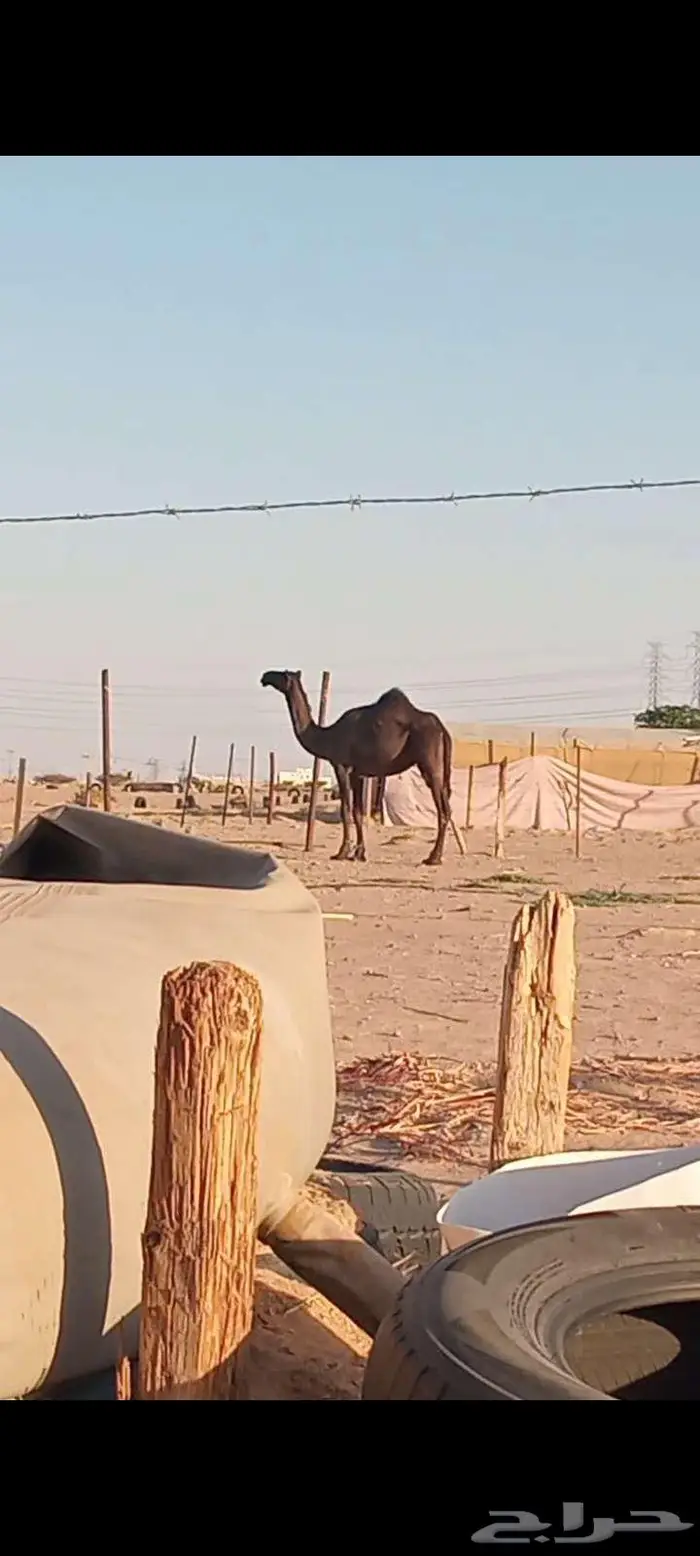 بكرة مجهم الموقع نجران 1