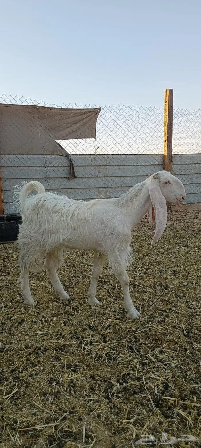 جفره للبيع 0