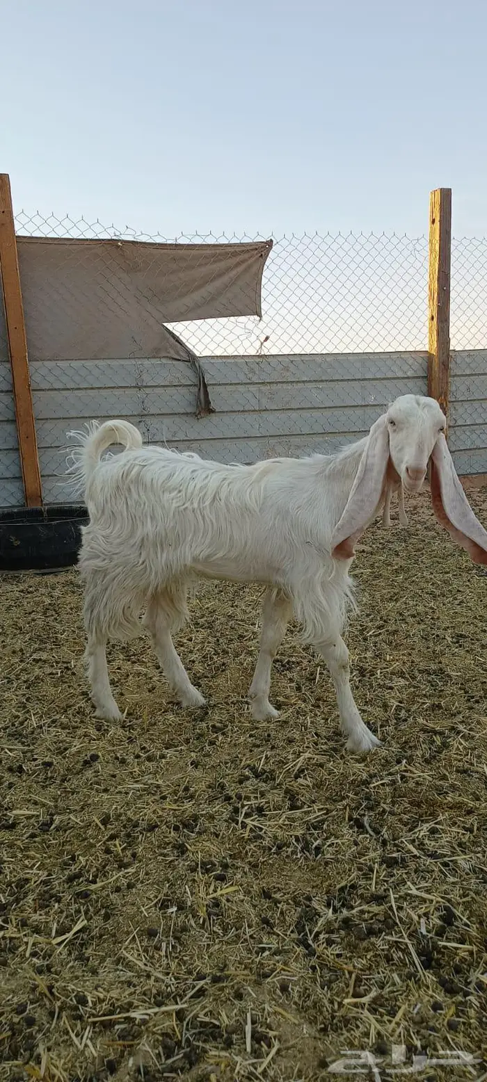 جفره للبيع 1