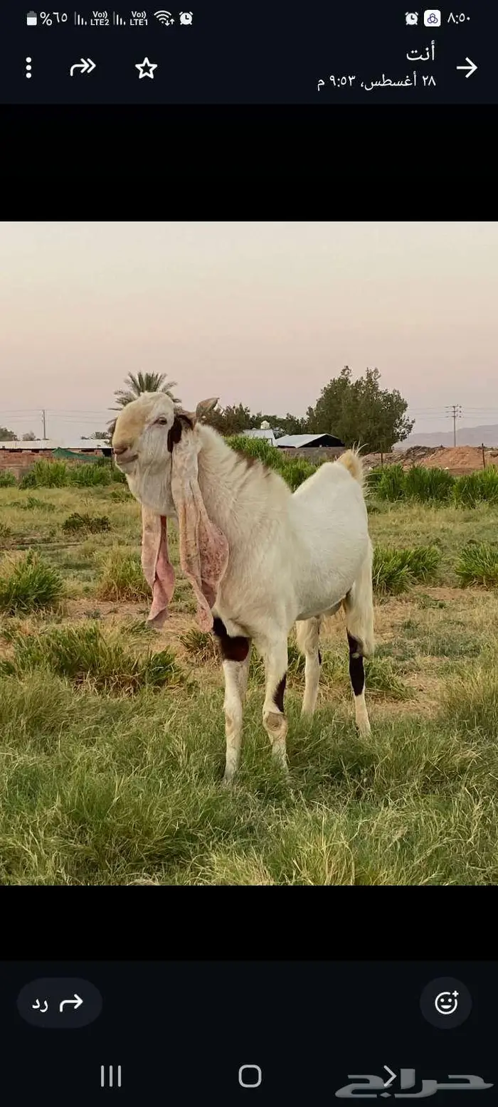 تيس خصم الخصم معرف من الجهتين 0