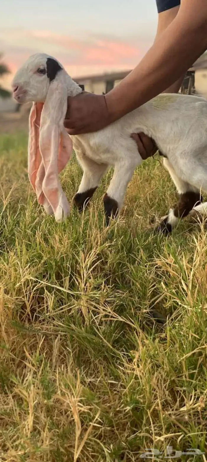 تيس خصم الخصم معرف من الجهتين 1