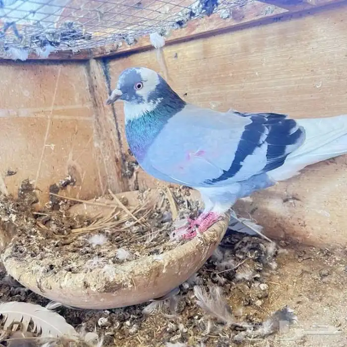 طير بكستاني دوباز قلابي للبيع حد 50 0