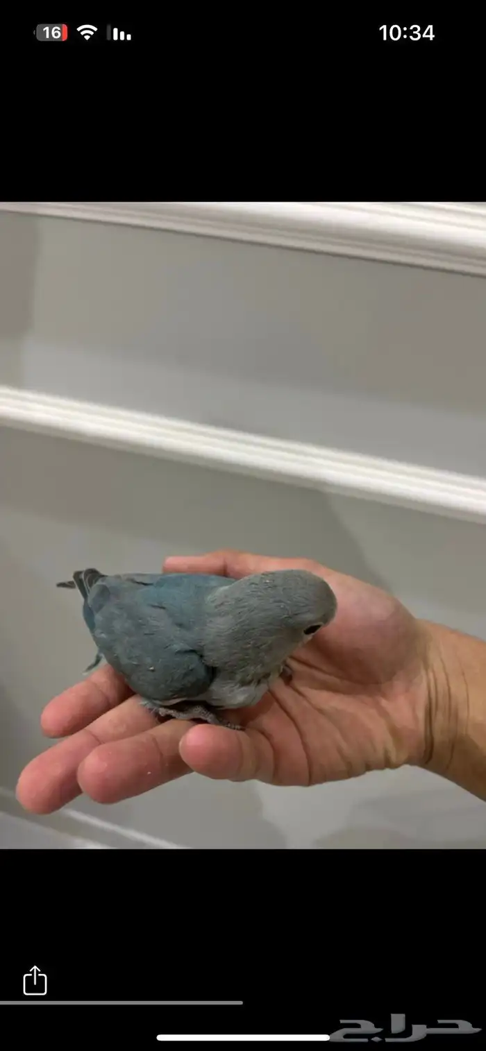 فروخ غر كروان روز 1