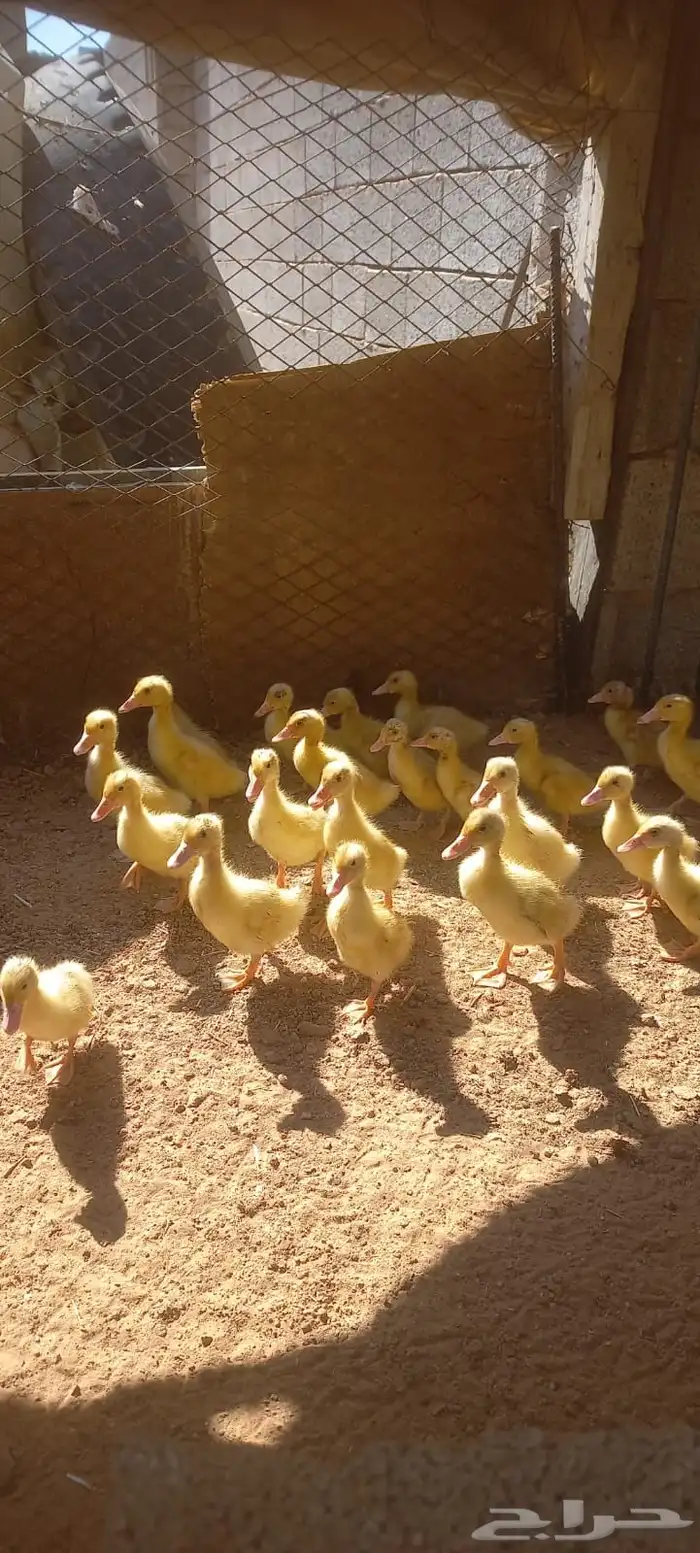 صوص بط بكيني 1