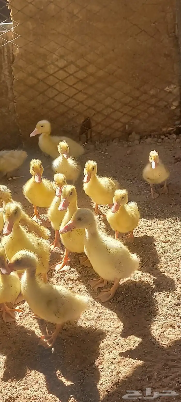 صوص بط بكيني 2