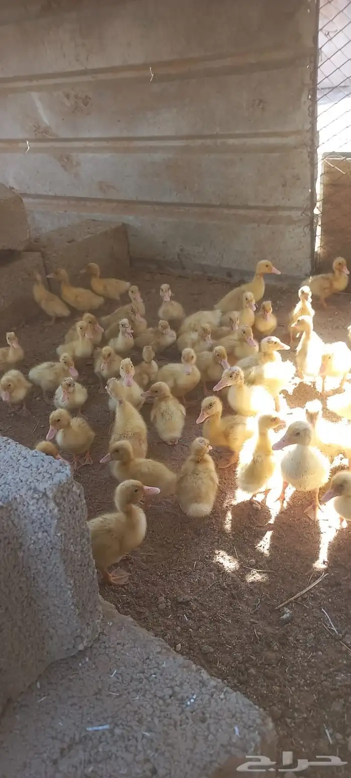 صوص بط بكيني 3