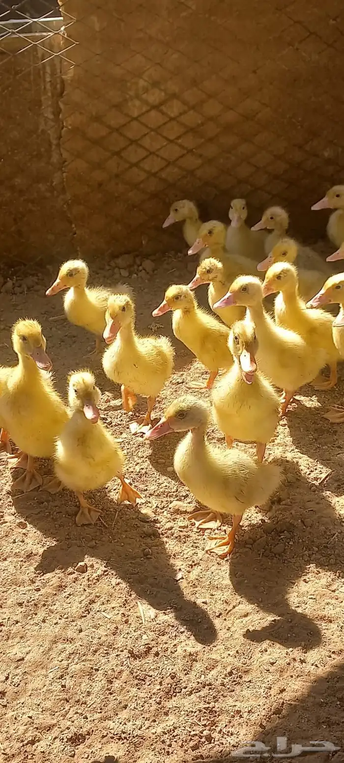 صوص بط بكيني 0