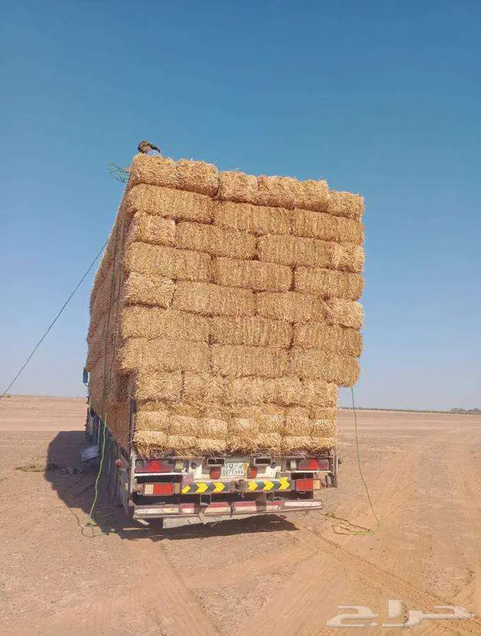 تبن قمح شد جندير 1