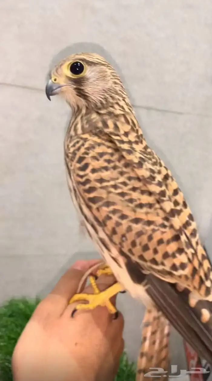 باشق او شبوط انثى حجم كبير ومدرب ويهد مع اغراضه 1