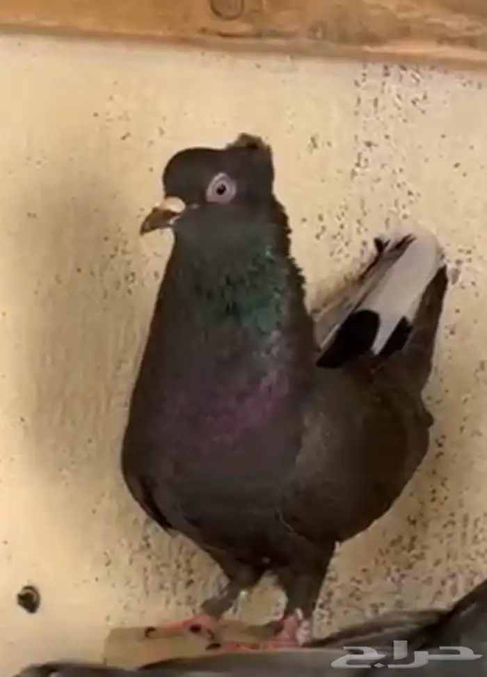 للبيع حمام قطيفي 1