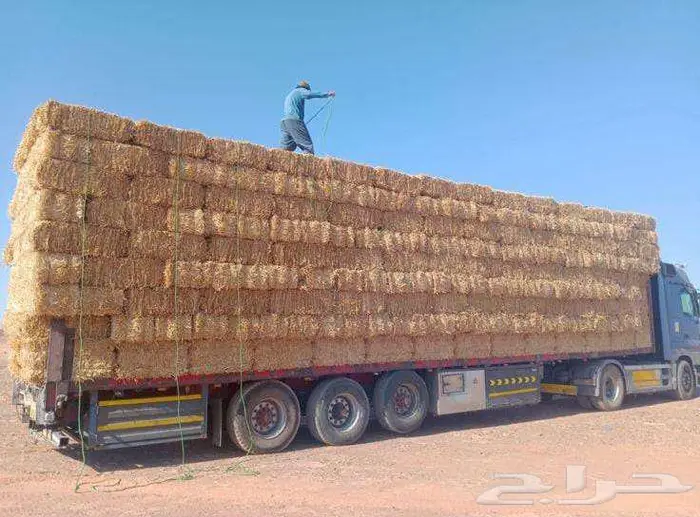 تبن قمح شد جندير 0