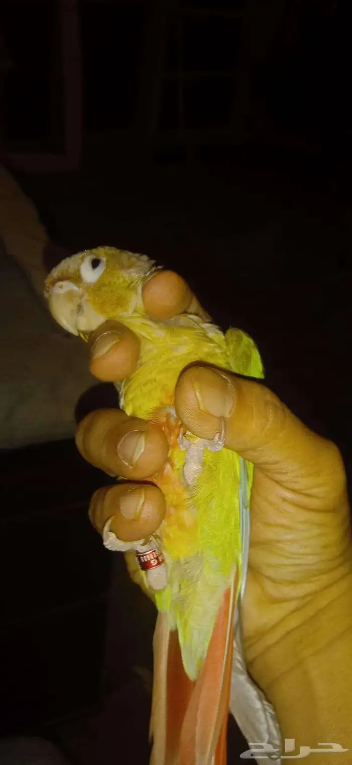 بيع طيور طير كنيور او كينيور اقل سعر في السوق 1