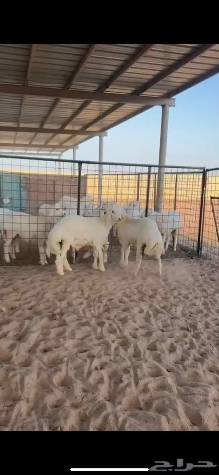 طليان حريات ذبايح مناسبات جبره 0