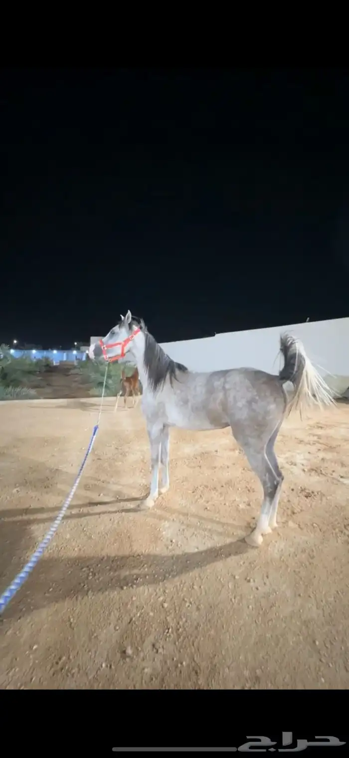 بسم الله ماشاء الله فرس ومهرتها من الفواخر 7