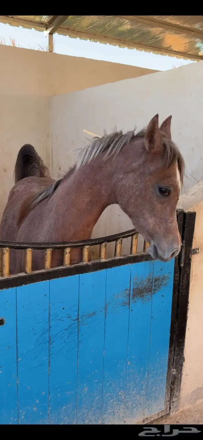 استمارة خيل للبيع 1