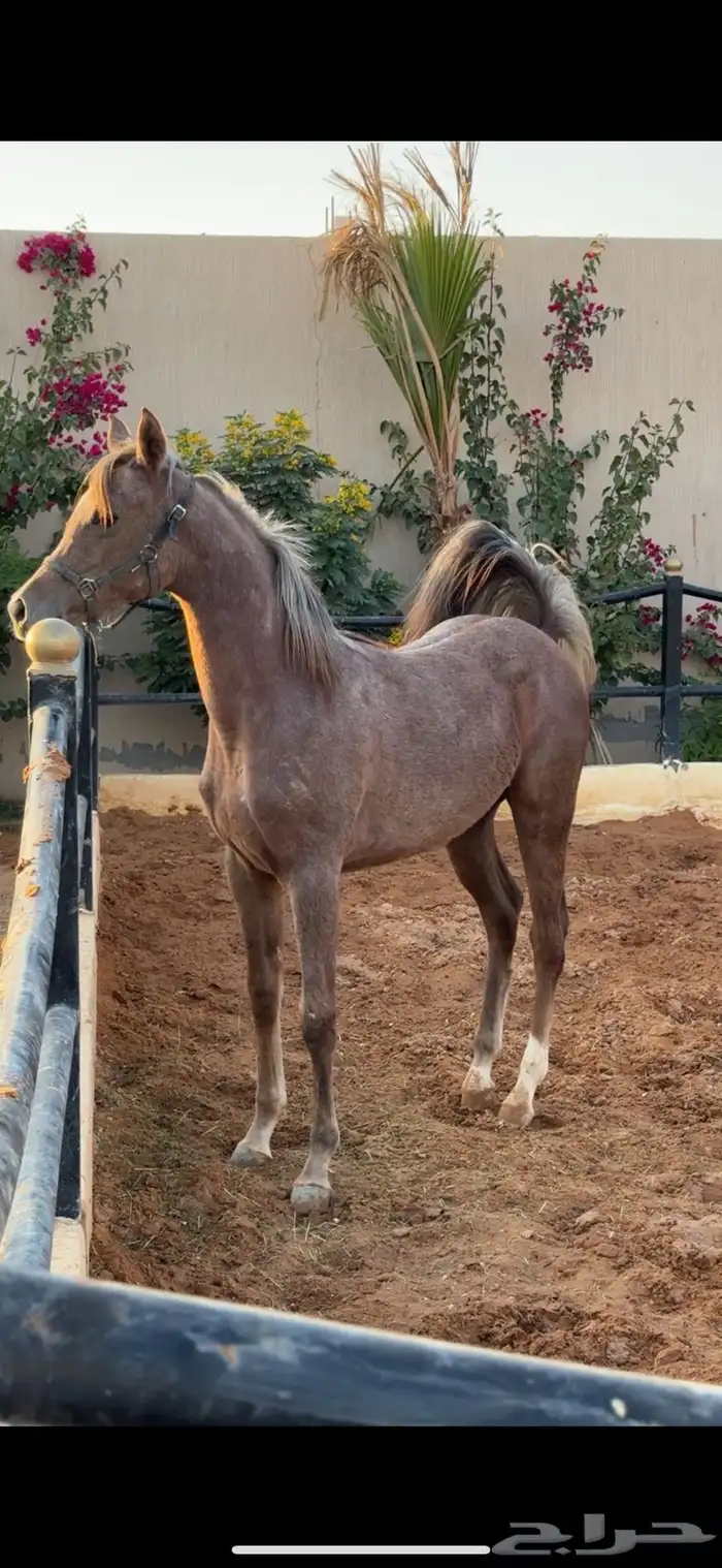 استمارة خيل للبيع 2