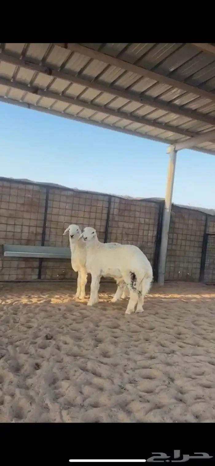 طليان حريات ذبايح مناسبات جبره 2