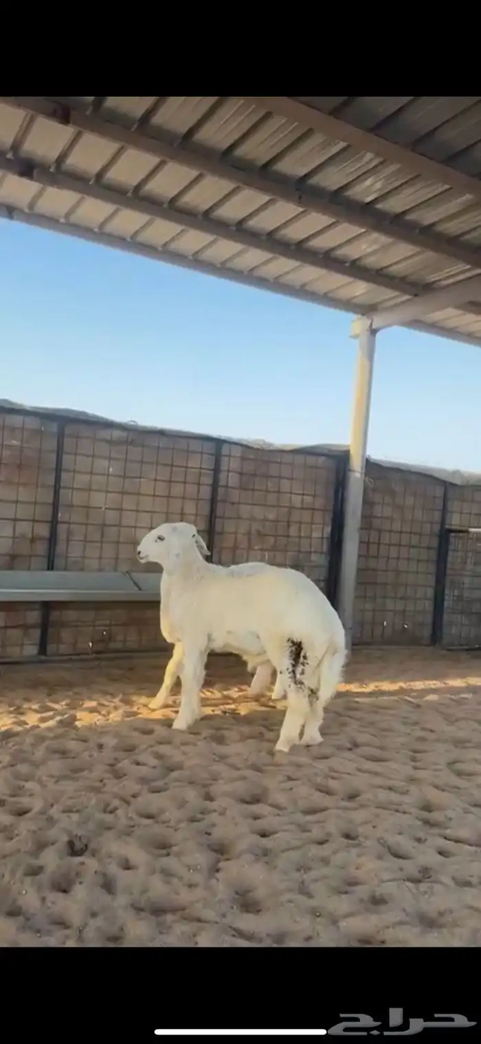 طليان حريات ذبايح مناسبات جبره 1