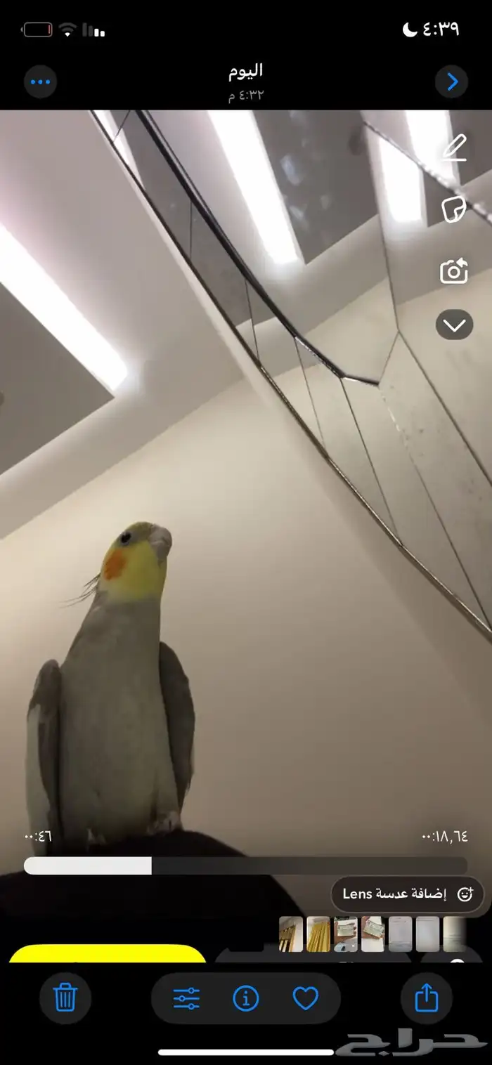 كروان كوكتيل للبيع 1