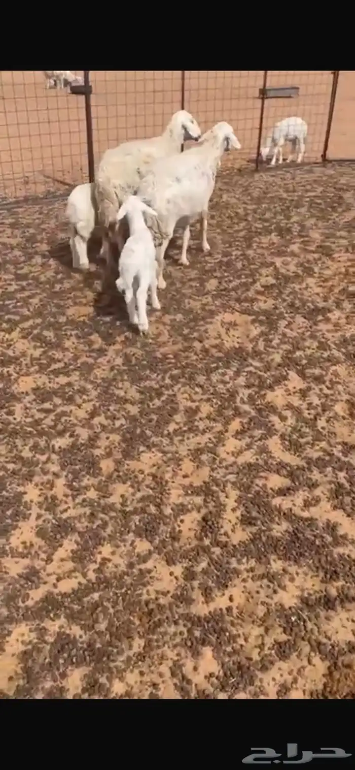 خلفات حريات 0