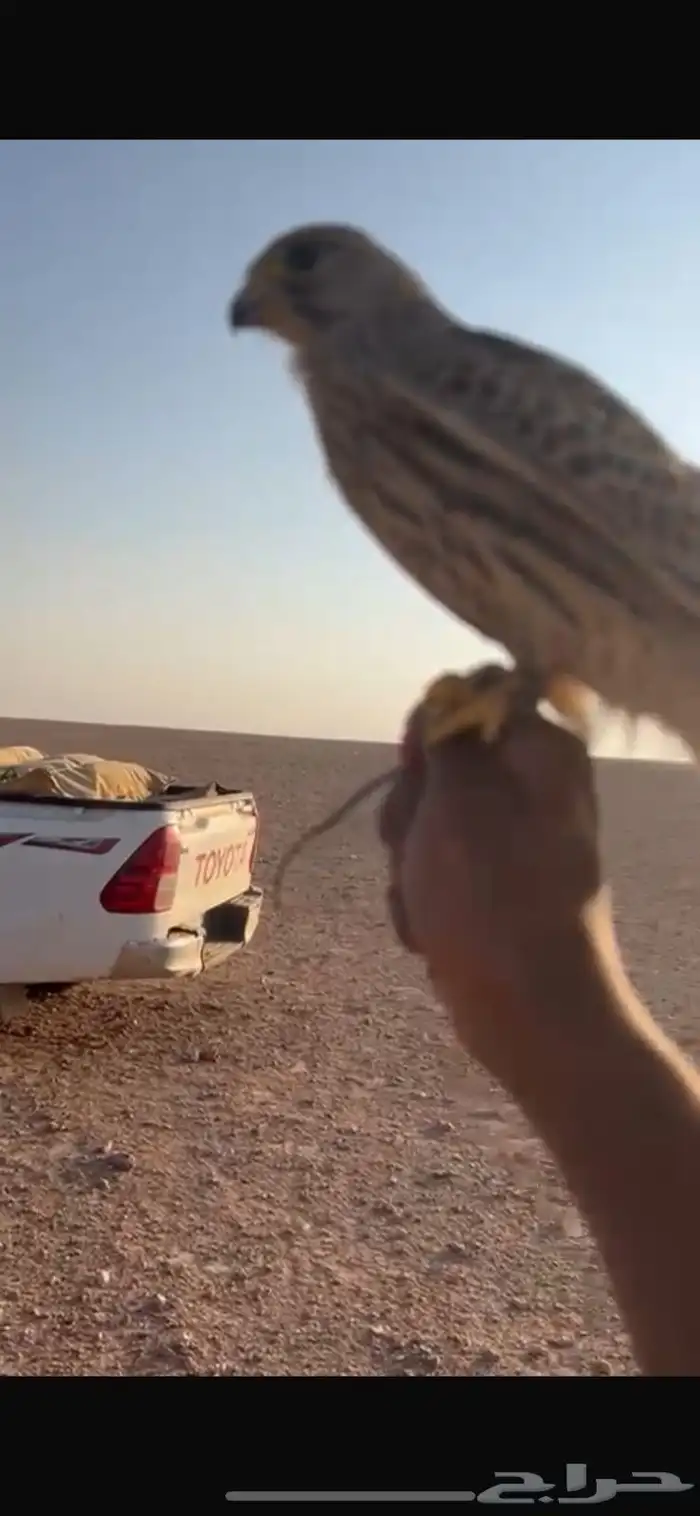 بأشق للبيع يهد وله مقاطع ويلحق النقل 0