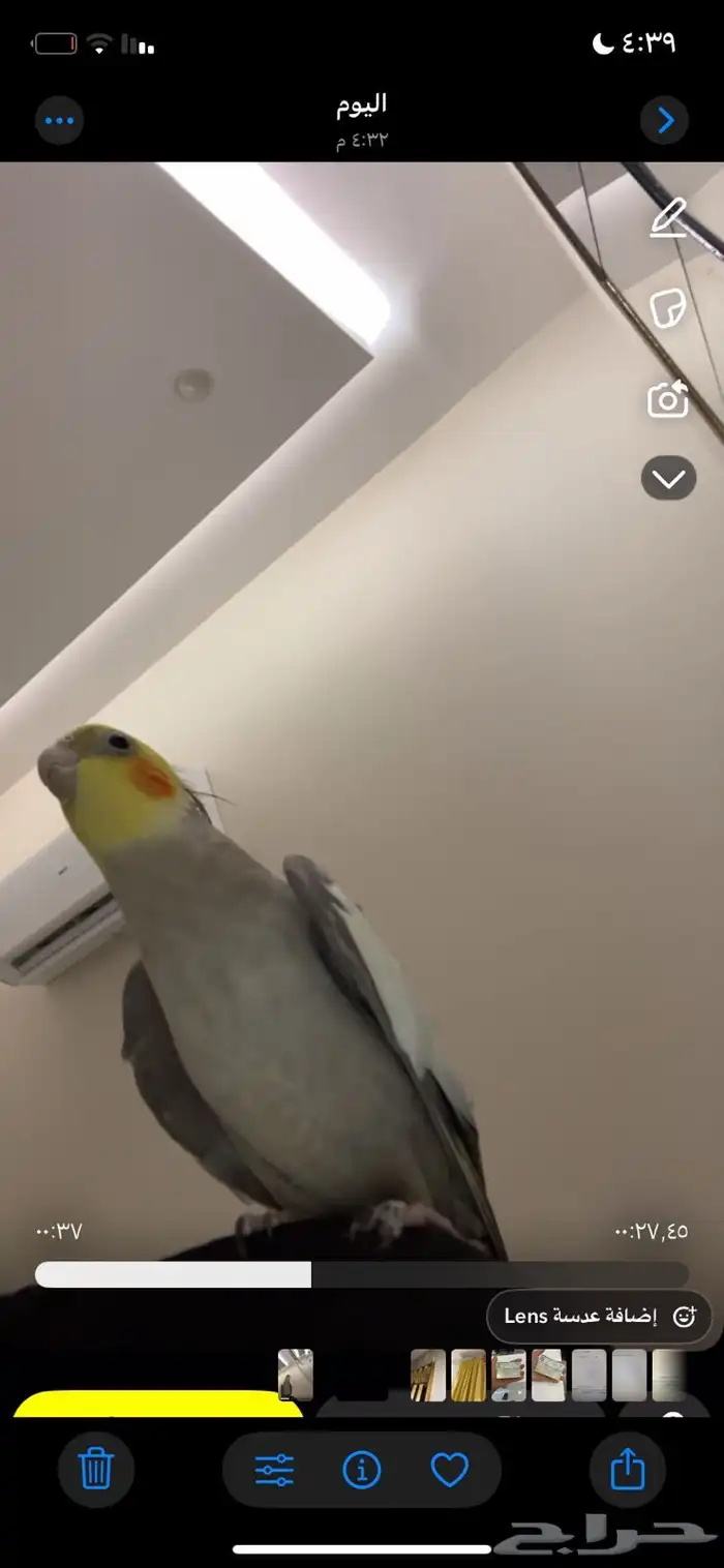 كروان كوكتيل للبيع 0